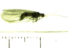 Mallada basalis