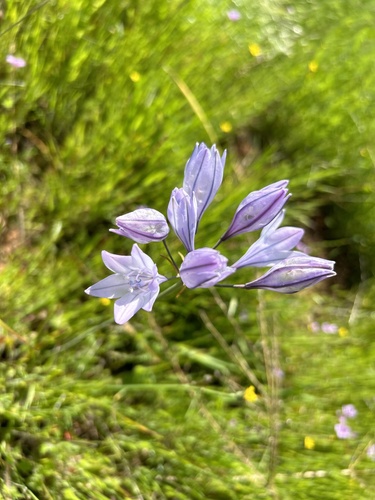 iNaturalist observation photo of Ithuriel's Spear
