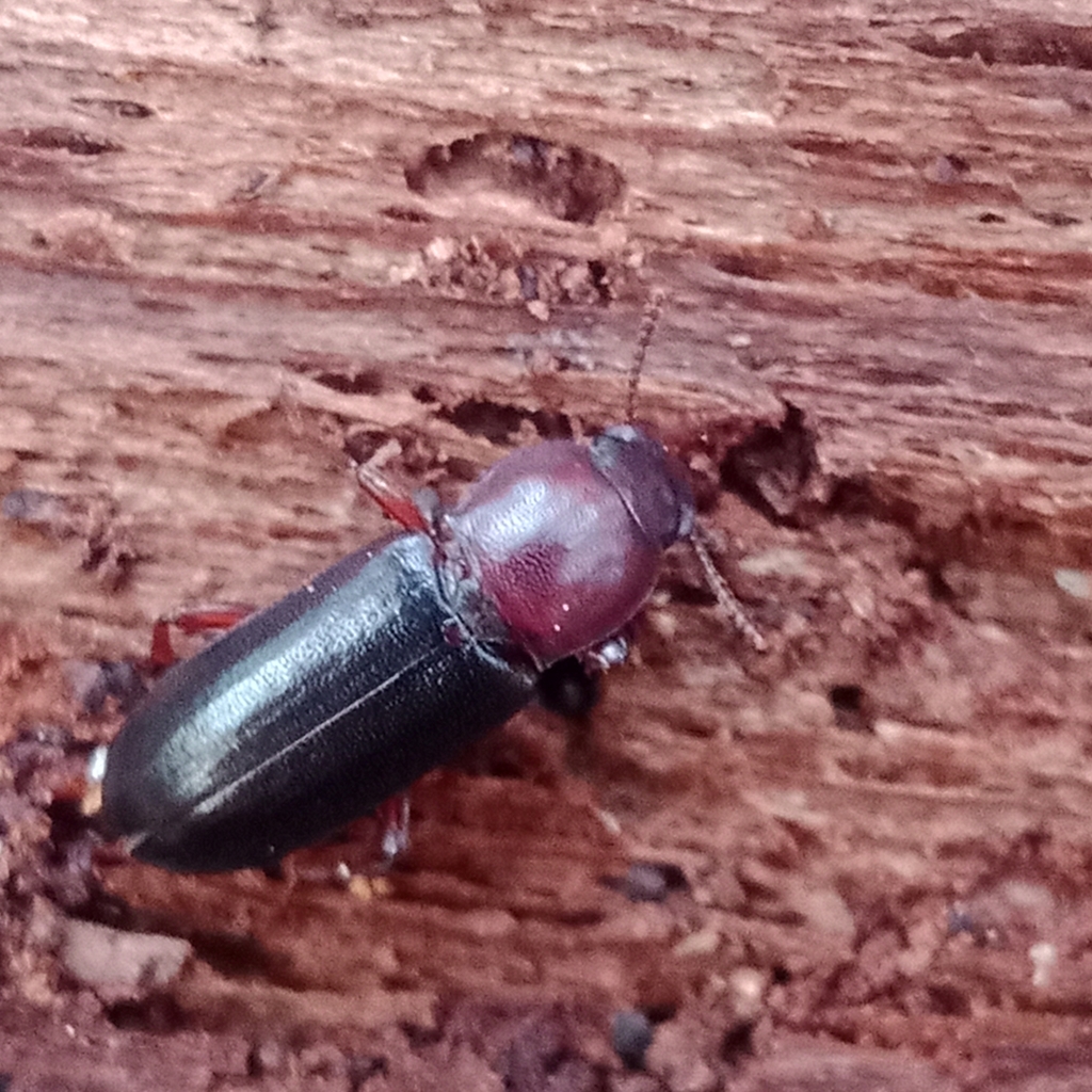 Bius thoracicus
