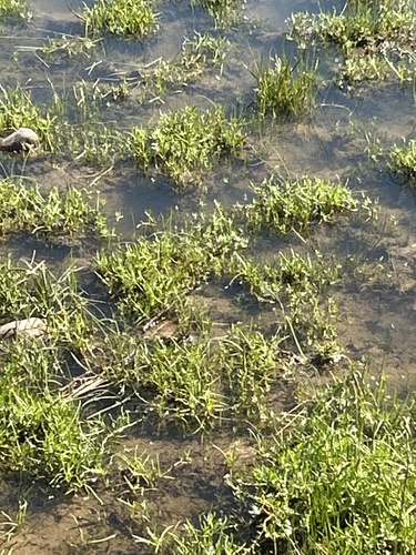 iNaturalist observation photo of Pacific foxtail