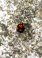 Derispia maculipennis