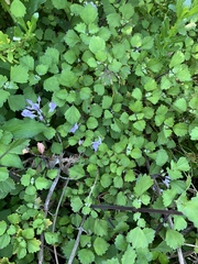 Plectranthus saccatus