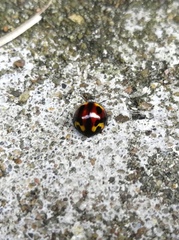 Derispia maculipennis