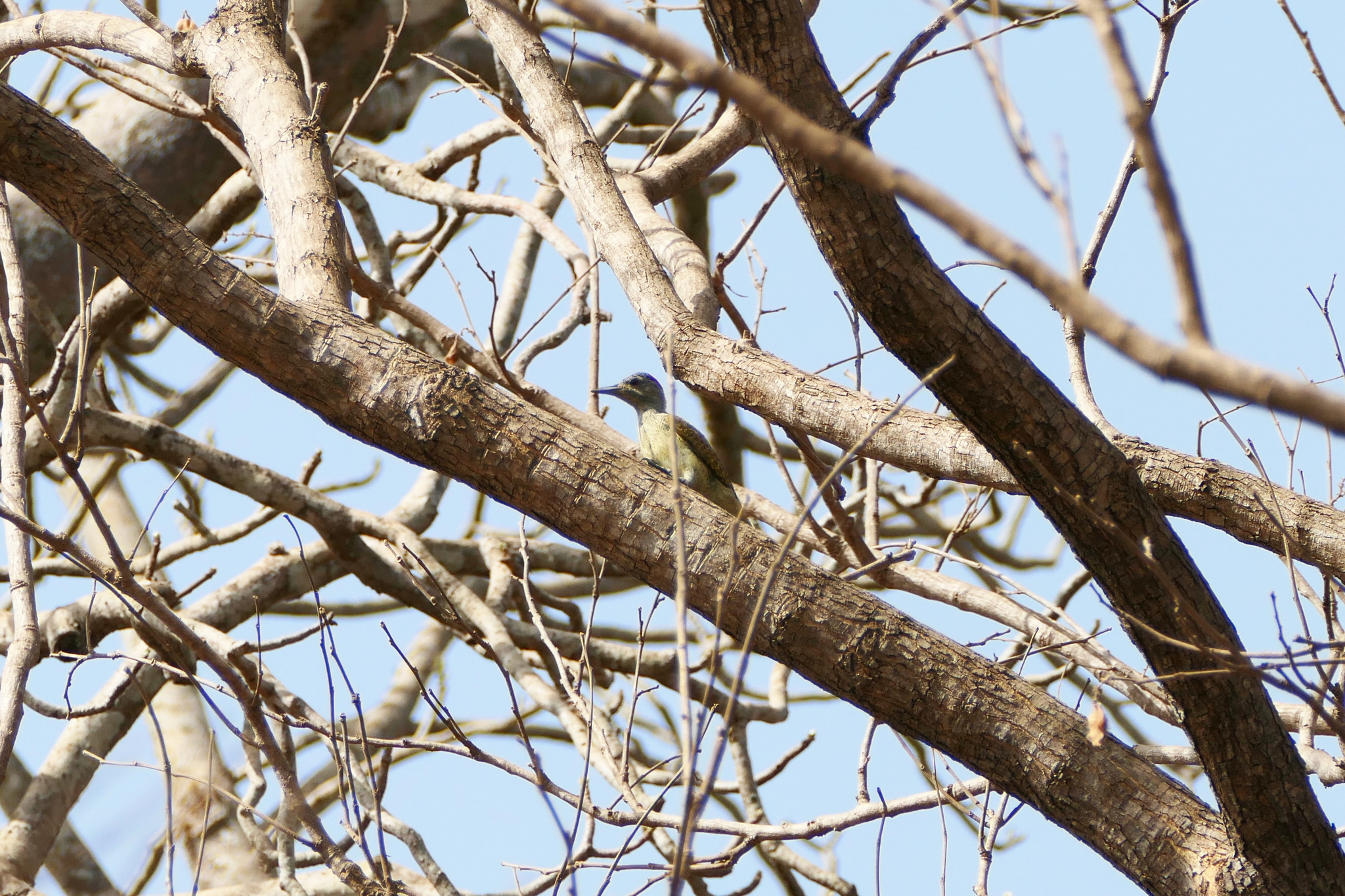 Fine-spotted Woodpecker (Campethera punctuligera), photo 7