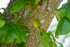 Zosterops stuhlmanni