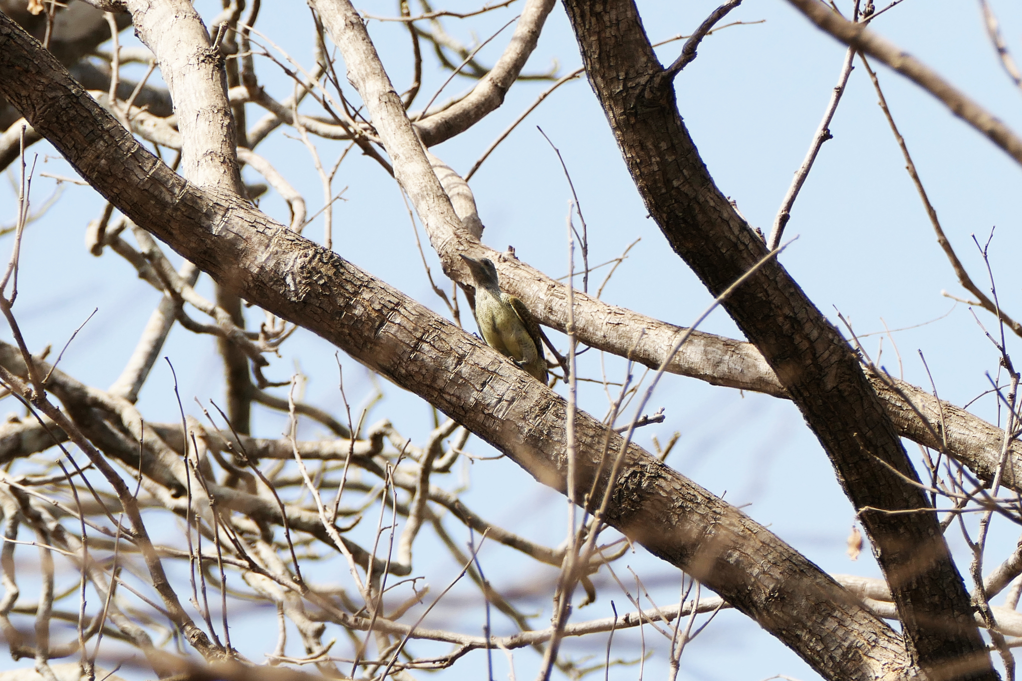 Fine-spotted Woodpecker (Campethera punctuligera), photo 8