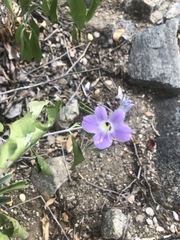 Barleria lancifolia