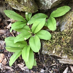 Clintonia