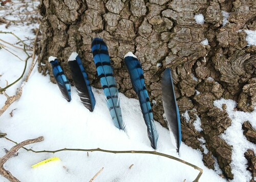 Blue Jay, photo 10 of 10