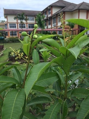 Mangifera indica