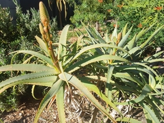Aloe