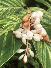 Alpinia nutans