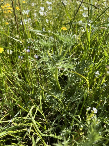 iNaturalist observation photo of Eryngos