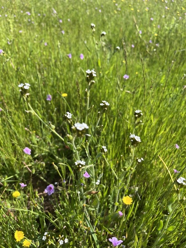 iNaturalist observation photo of Popcornflowers