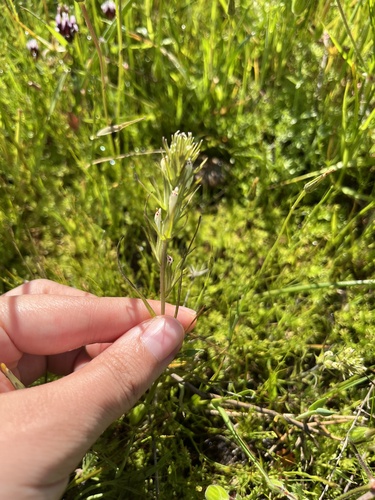iNaturalist observation photo of valley tassels
