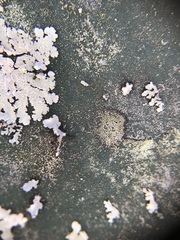 Maronea polyphaea