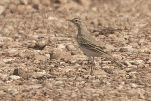 Bisbita campestre (Anthus campestris)