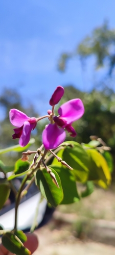 Easter Flower (Securidaca diversifolia)