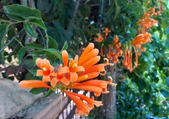 Pyrostegia