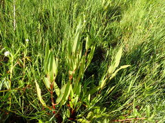 Rumex altissimus