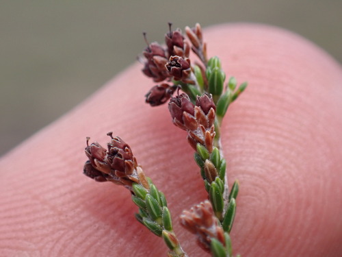 Image of Top Heath (Erica dominans) by (c) Ren Hoekstra, some rights reserved (CC BY)