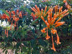 Pyrostegia