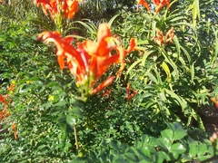 Tecomaria capensis