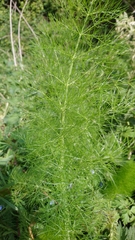 Foeniculum