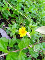 Sphagneticola trilobata