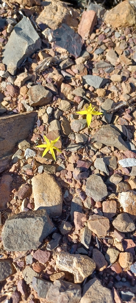 Autumn golden star (Empodium plicatum)
