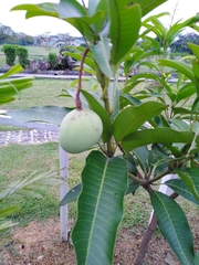 Mangifera indica