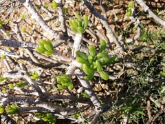 Senecio sarcoides