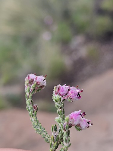 Cold Heath (Erica algida)