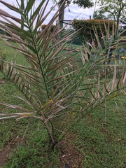 Arecaceae