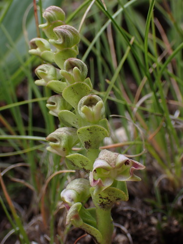 Image of Disperis renibractea by (c) Ren Hoekstra, some rights reserved (CC BY)