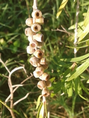 Melaleuca viminalis viminalis