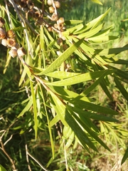 Melaleuca viminalis viminalis