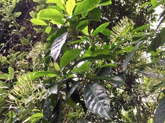 Pavetta hongkongensis