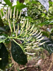 Pavetta hongkongensis