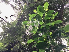 Pavetta hongkongensis