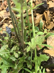Youngia thunbergiana