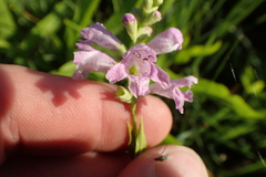 Physostegia pulchella