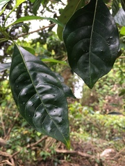 Pavetta hongkongensis