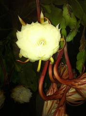 Epiphyllum oxypetalum