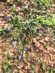 Youngia thunbergiana