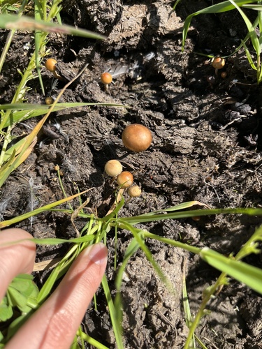 iNaturalist observation photo of dung-loving Deconica
