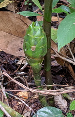Costus amazonicus krukovii