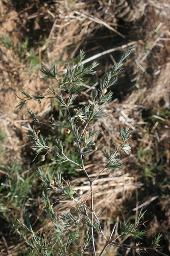 Image of Asparagus exuvialis by (c) Jacques van der Merwe, some rights reserved (CC BY-SA)
