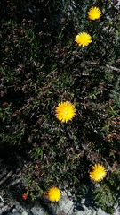 Lampranthus explanatus