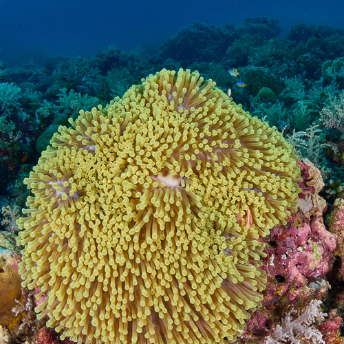 Photo of Magnificent anemone (Heteractis magnifica)